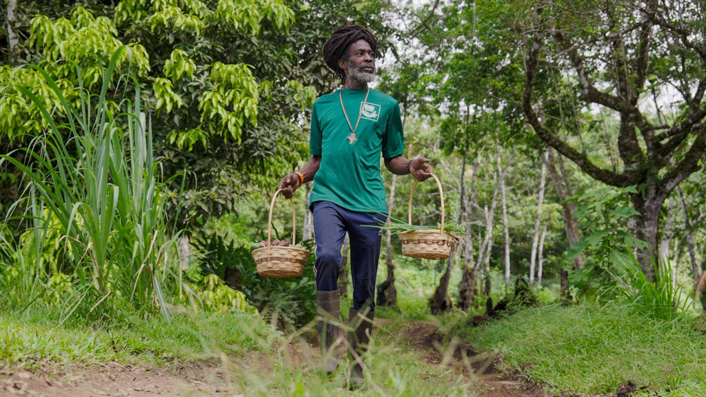 Liamuiga Natural Farms Coffee Tour (St. Kitts)