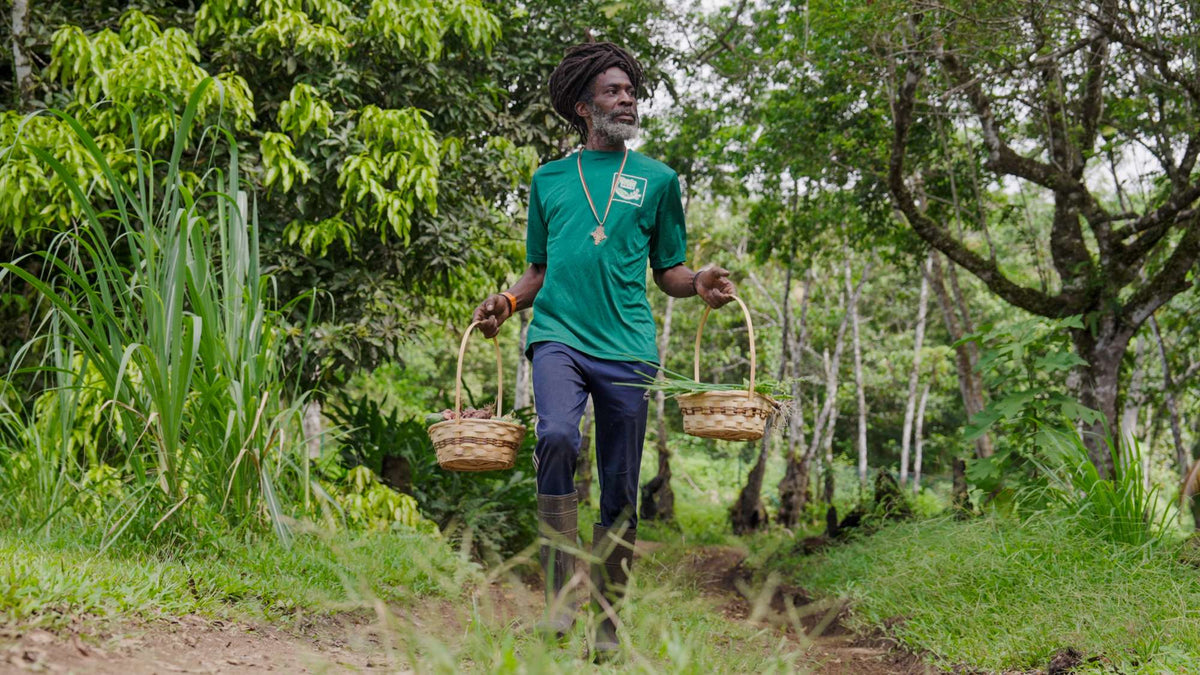 Liamuiga Natural Farms Coffee Tour (St. Kitts)